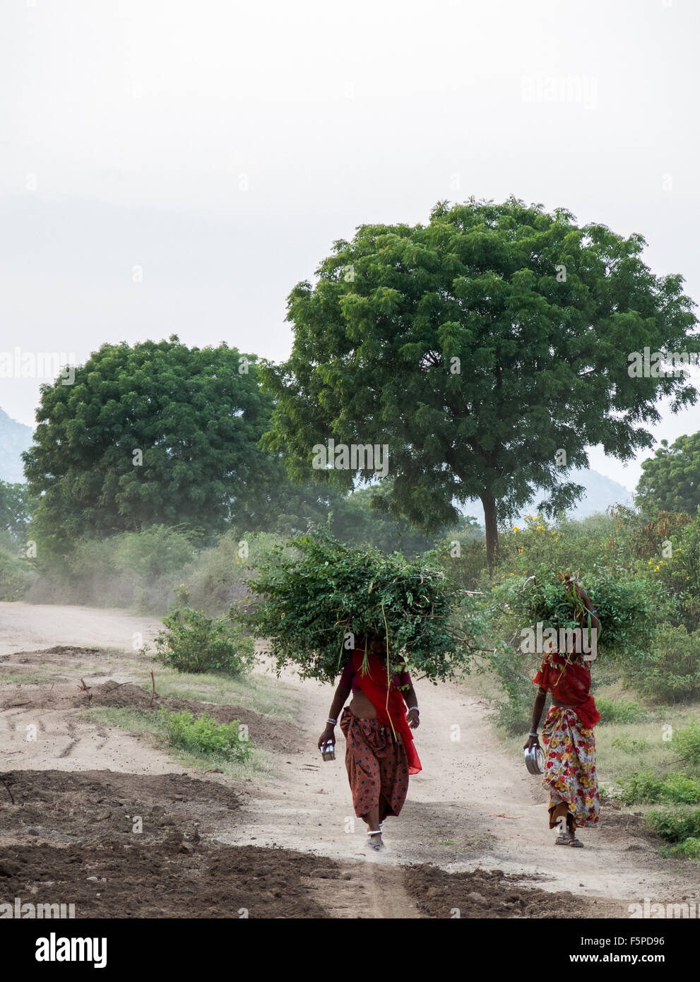 Rajasthani Frauen tragen Futter für das Vieh. Es ist normal für Dorf-Leute in Indien, Dschungel in der Nähe für diese Aktivität zu besuchen. Stockfoto