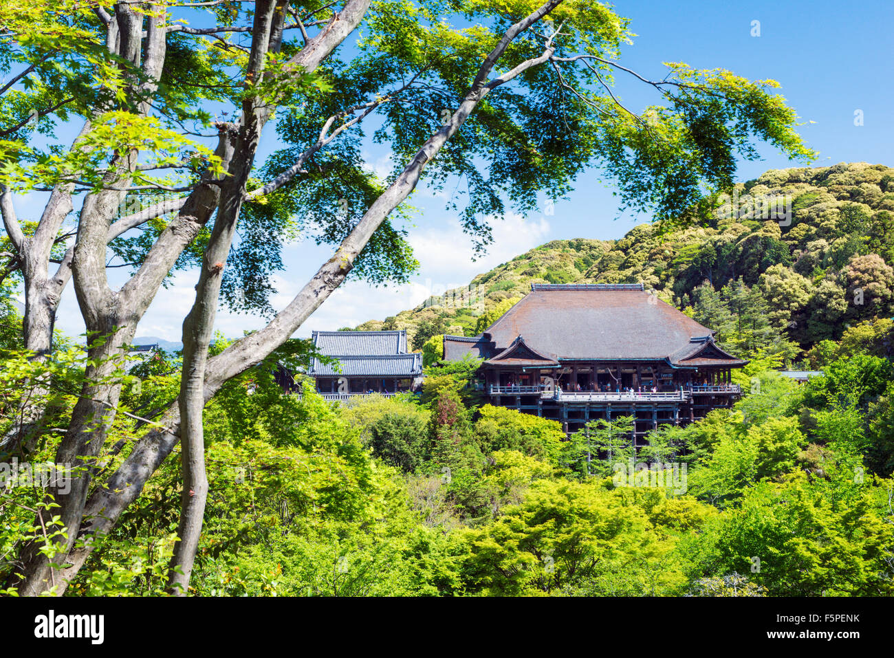Kiyomizu-Dera Tempel, umgeben von üppiger Vegetation an einem klaren sonnigen Tag im Frühling Stockfoto