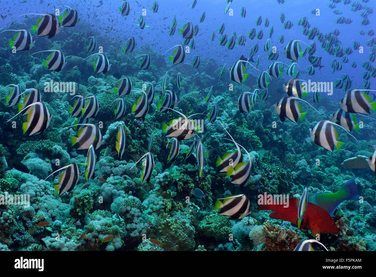 Schulzeit Bannerfish, Heniochhus Diphreutes, Chetodontidae, Tiran Island, Rotes Meer, Sharm el-Sheikh, Ägypten Stockfoto