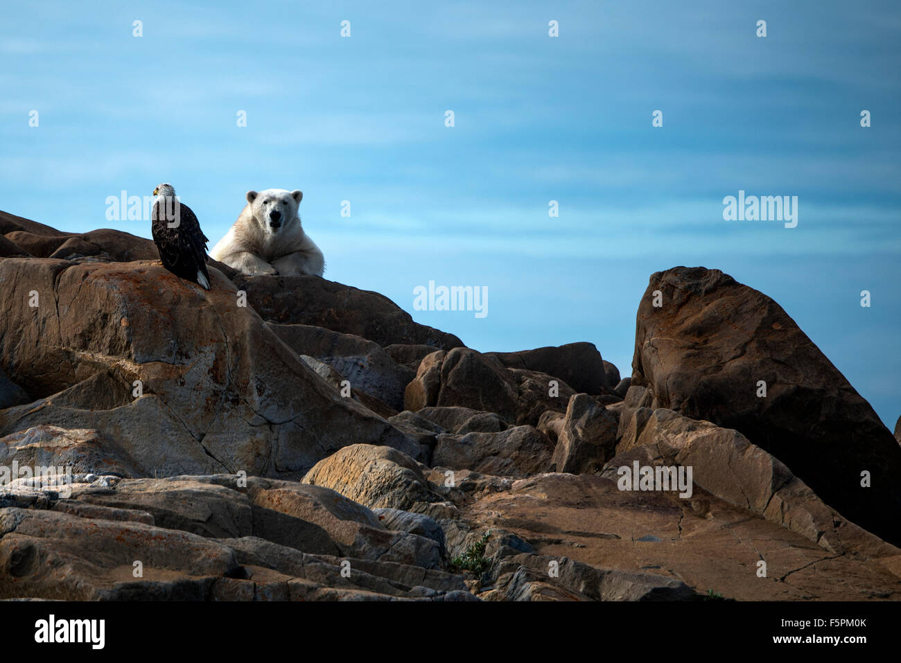 Eisbär Erwachsener (Ursus Maritimus) liegend auf den Felsen mit Weißkopf-Seeadler (Haliaeetus Leucocephalus) Churchill, Manitoba, Kanada Stockfoto