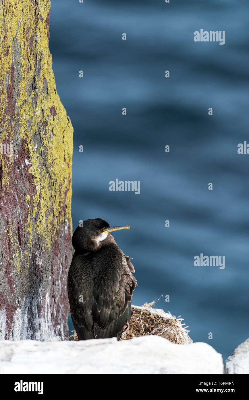 Shag juvenile auf Nest Farne Islands, England, Großbritannien, Vereinigtes Königreich Stockfoto