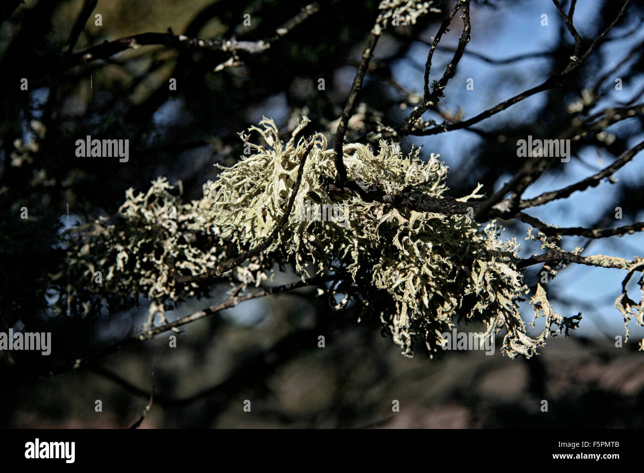 Steineiche Zweig mit hängenden Flechten bedeckt. Extremadura, Spanien Stockfoto