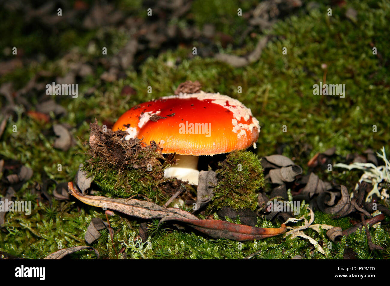 Junge rote Agaric Pilz oder Amanita Muscaria sprießen unter dem Wald Flechten und Moos, Extremadura, Spanien Stockfoto
