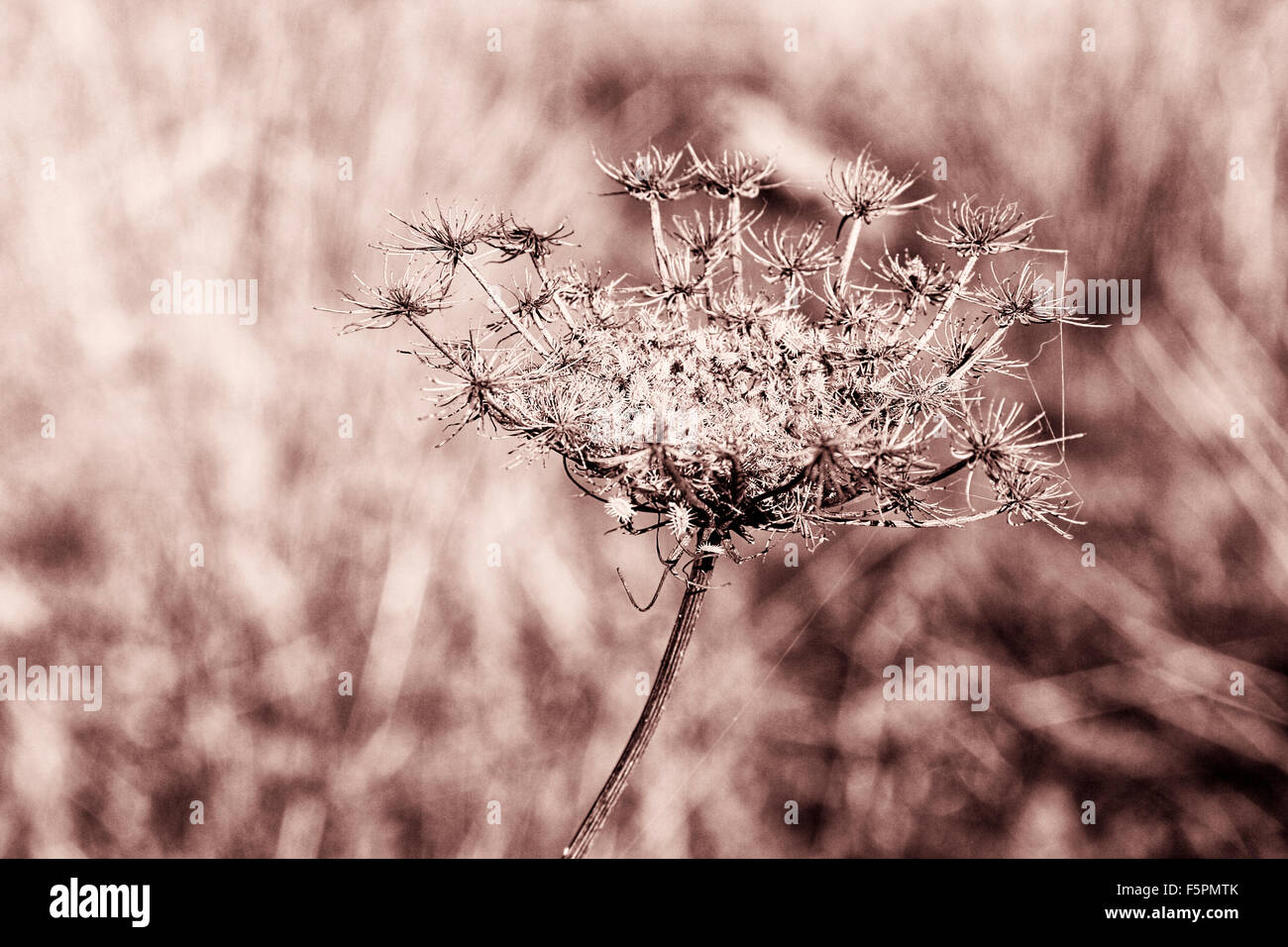 Strukturierten Hintergrund mit der trockene Blume der wilden Möhren Kupfer toning Stockfoto