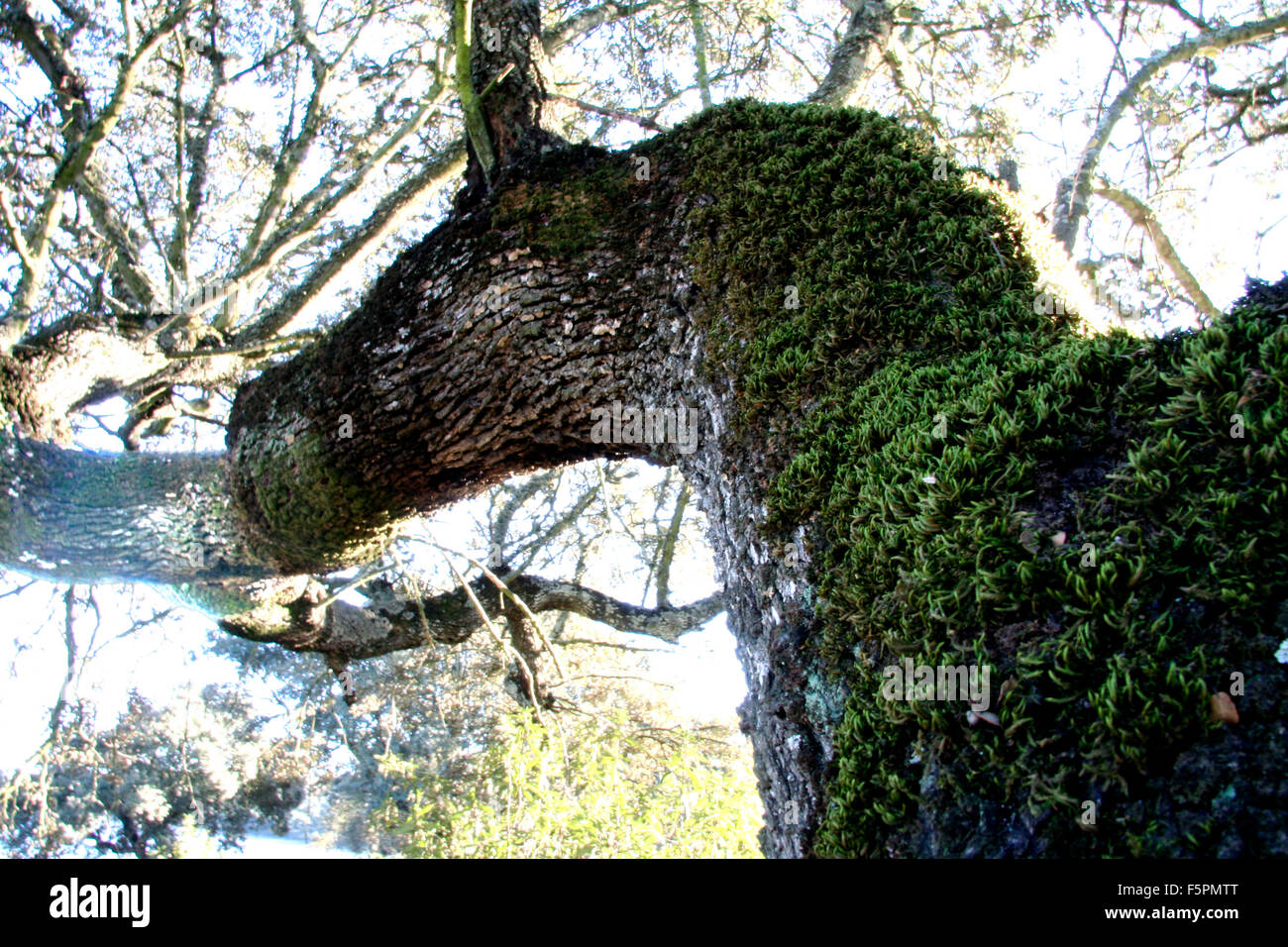 Baumstamm voller Moos mit Pferd Kopfform, Extremadura, Spanien Stockfoto