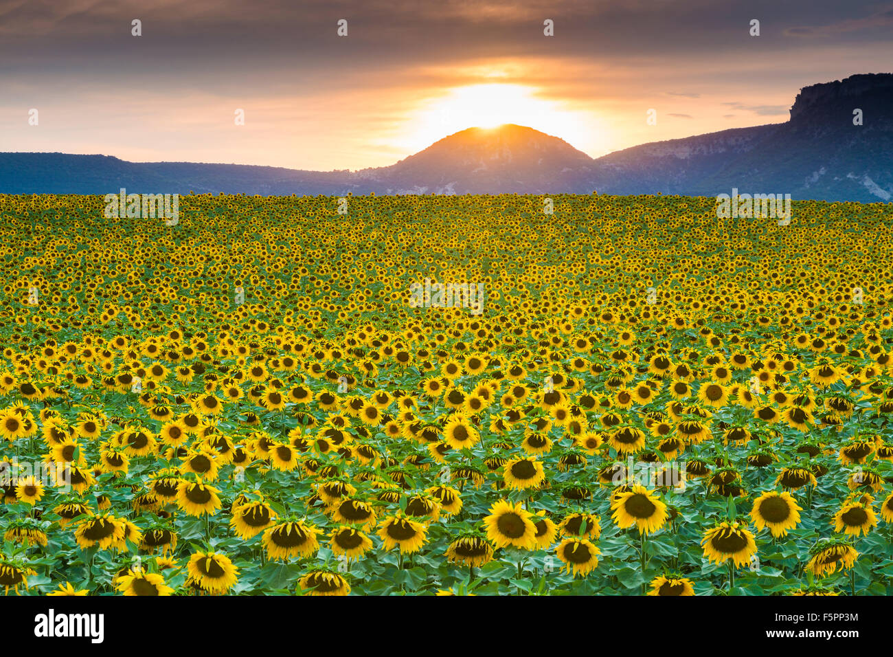 Sonnenblumen-Plantage. Arteaga Dorf, Tierra Estella Grafschaft. Navarra, Spanien, Europa. Stockfoto