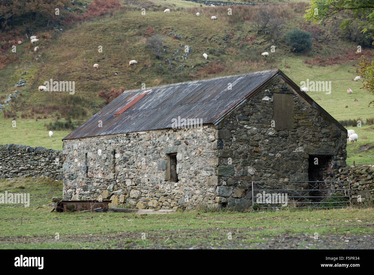 Alte Scheune versteckt in der Ecke des Feldes. Schafe weiden auf den steilen Hügel hinter. Stockfoto