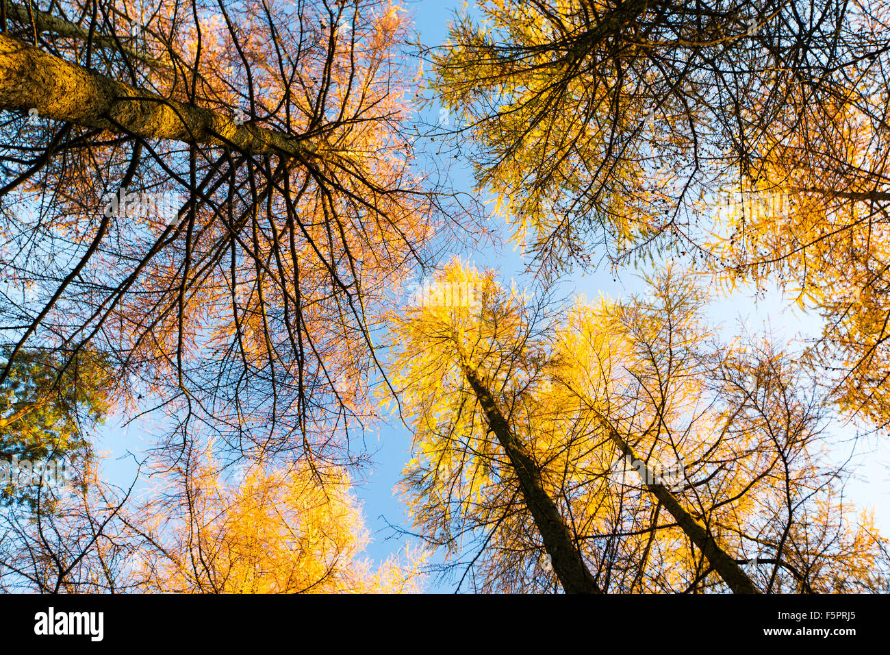 Eine Lärche-Plantage in der Nähe von Hawkshead im Lake District in der Herbstzeit bei Sonnenuntergang. Stockfoto