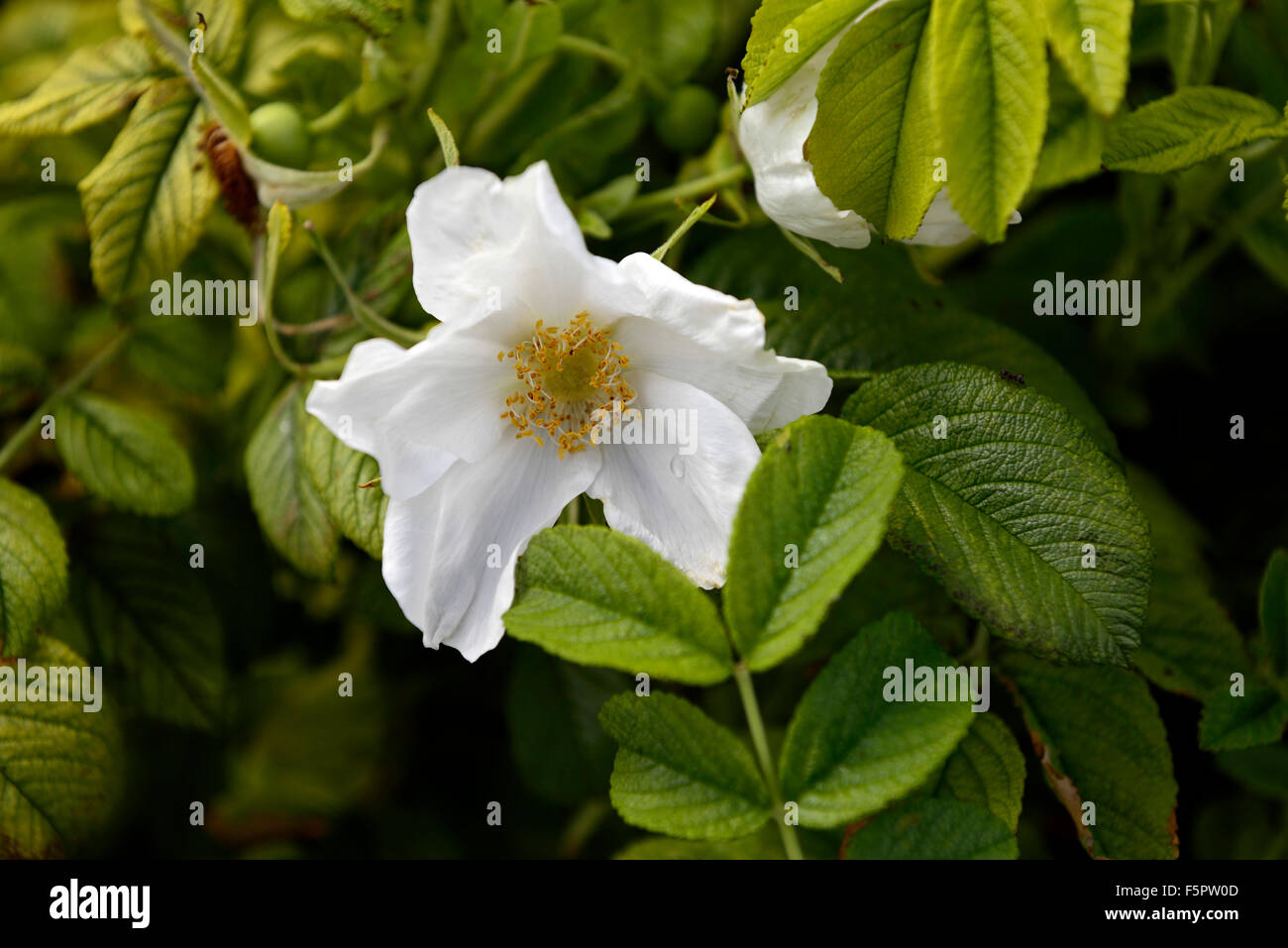 Rosa Canina Heckenrose Hagebutte Hüften weiße Rosen Blumen blühen Wildblumen Wildlflowers grüne Blätter Laub RM Floral Stockfoto