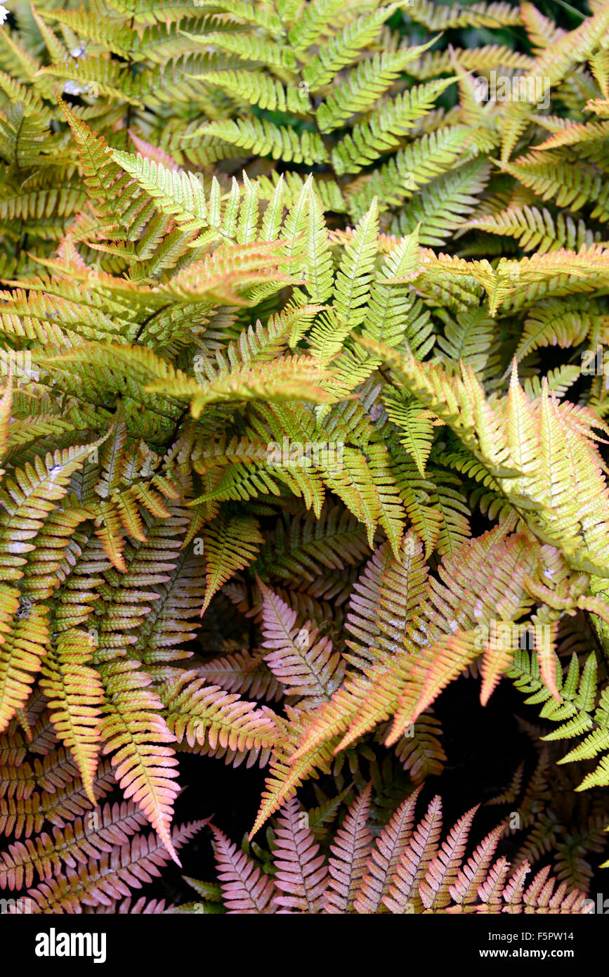 Dryopteris erythrosora var prolifica Fotos und Bildmaterial in hoher