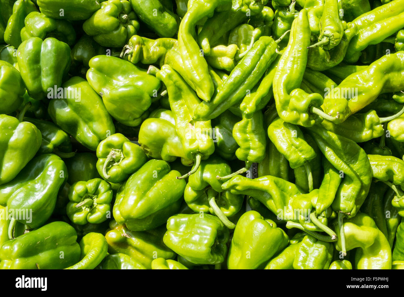 Grüne Paprika zum Verkauf im Shop, stall in Esperaza Markt, Aude, Südfrankreich. Stockfoto