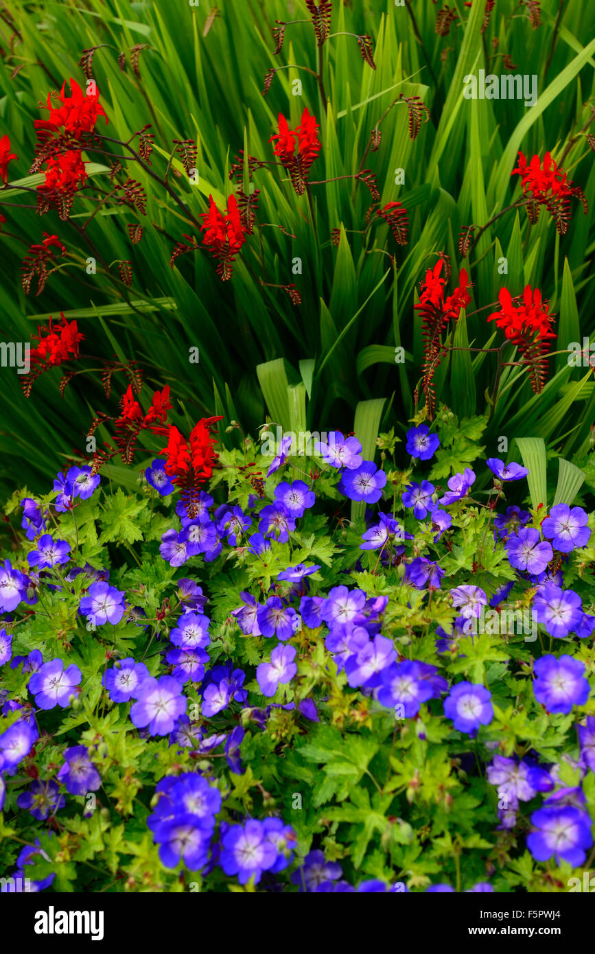 Geranium Rozanne Crocosmia Lucifer rot blau Blume Blumen Blüte mehrjährige Pflanze Kombination RM floral Stockfoto