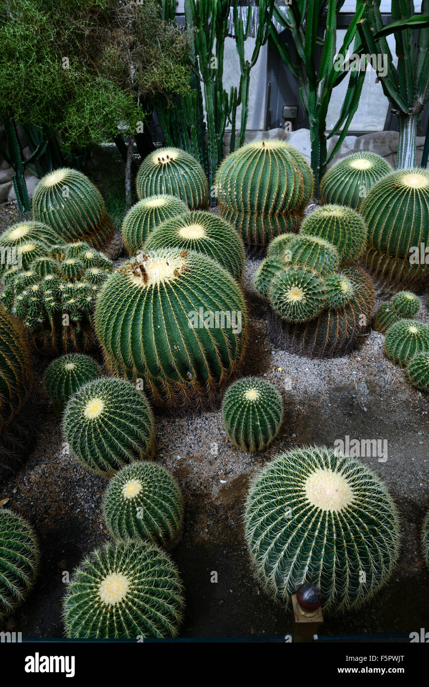 mammillaria alamensis Mammillaria alamensis SEEDS