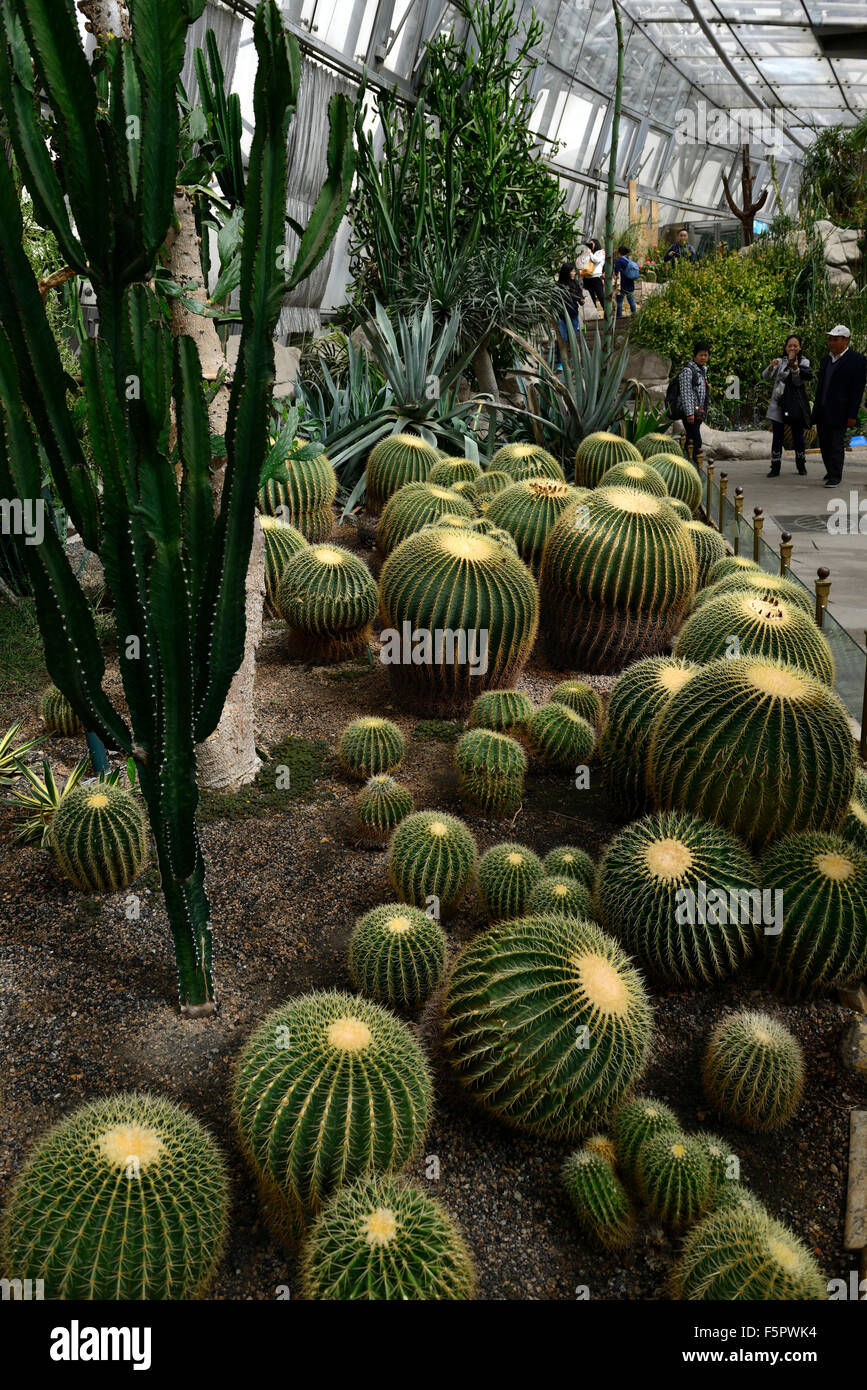 Golden Barrel Cactus Echinocactus Grusonii Wüste Kakteen Display zeigt Ausstellung Beijing Botanical Gardens RM Floral Stockfoto