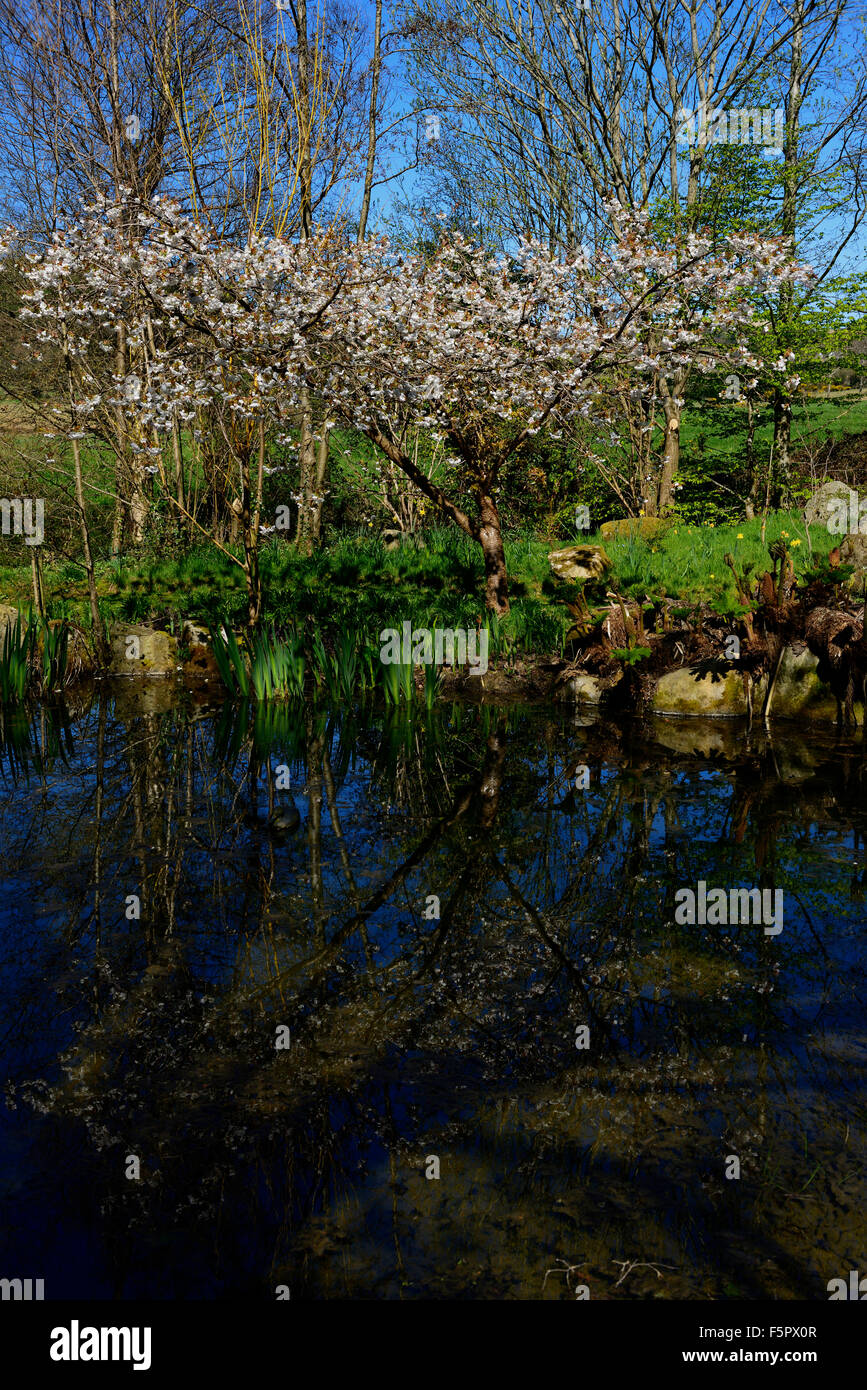 Blumen im Frühling blühende Bäume Baum Knockanree Gärten Wicklow RM Floral Stockfoto