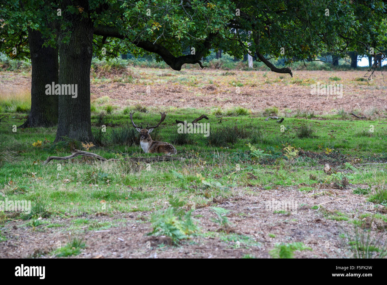 Ein Reh Verlegung unter dem Schatten eines großen Baumes in Richmond Park in London Stockfoto