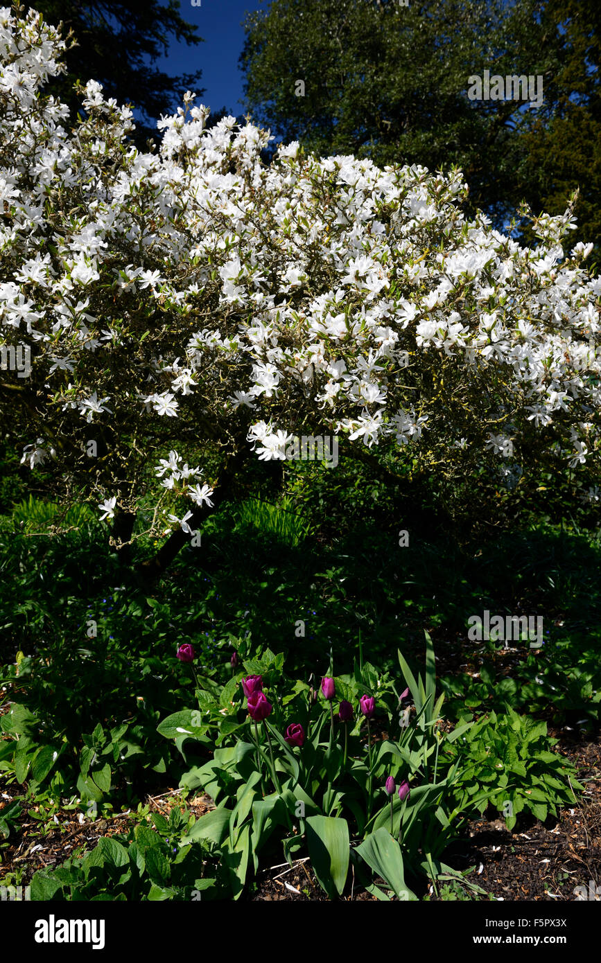Magnolia Stellata weiße Blumen Blüte lila Tulpe Tulpen Underplant Voranbau Baum Bäume RM Floral Stockfoto