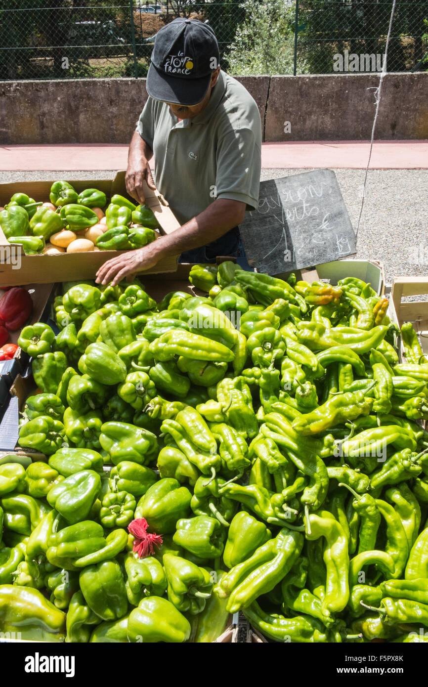 Grüne Paprika für den Verkauf im Shop, Abschaltdruck am Esperaza Markt, Aude, Süden, Frankreich. Stockfoto