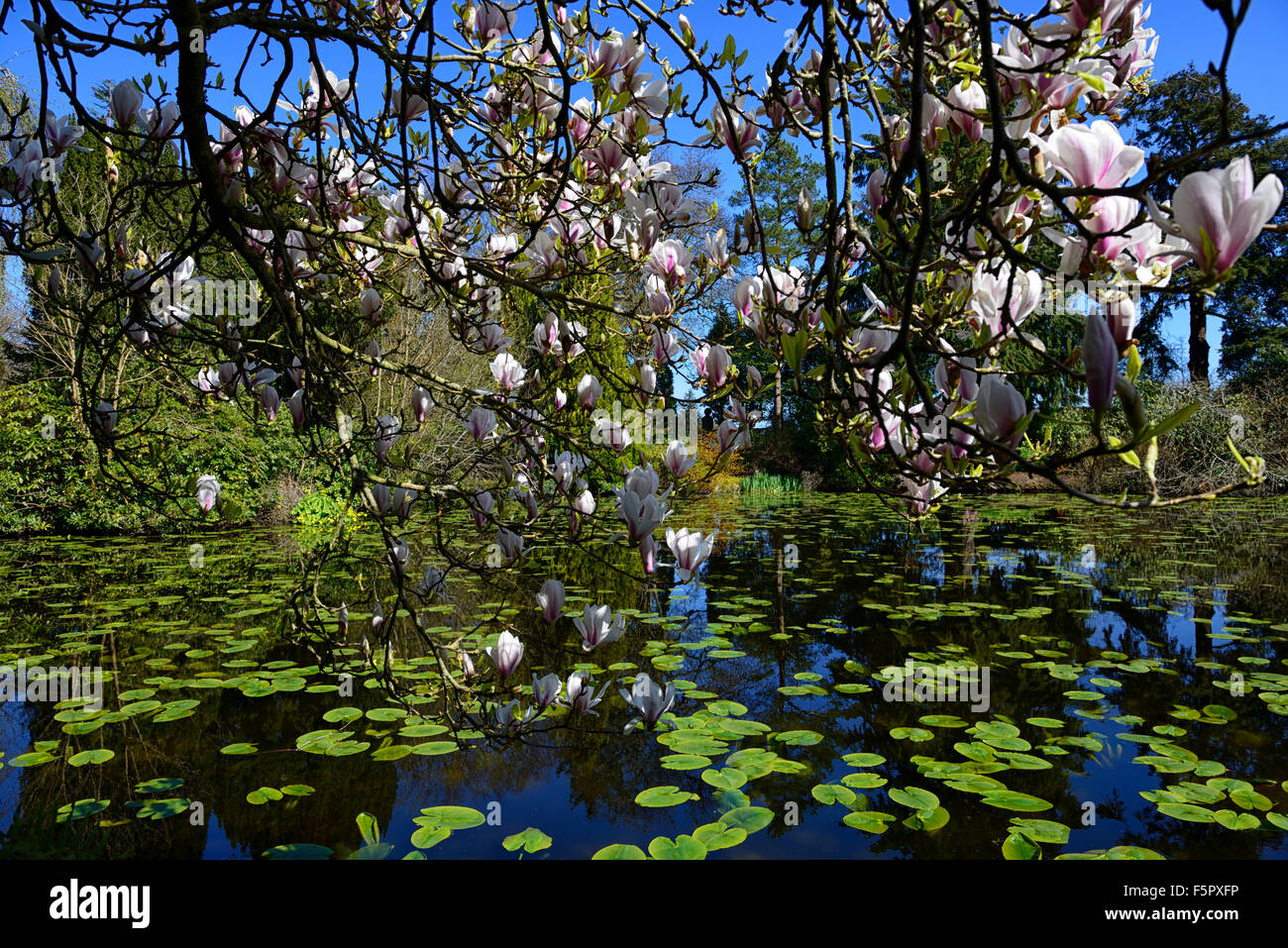 Magnolia X soulangeana Blumen Blume Blüte neben Teich See blauer Himmel Altamont Gärten Carlow Frühjahr blühen RM Floral Stockfoto