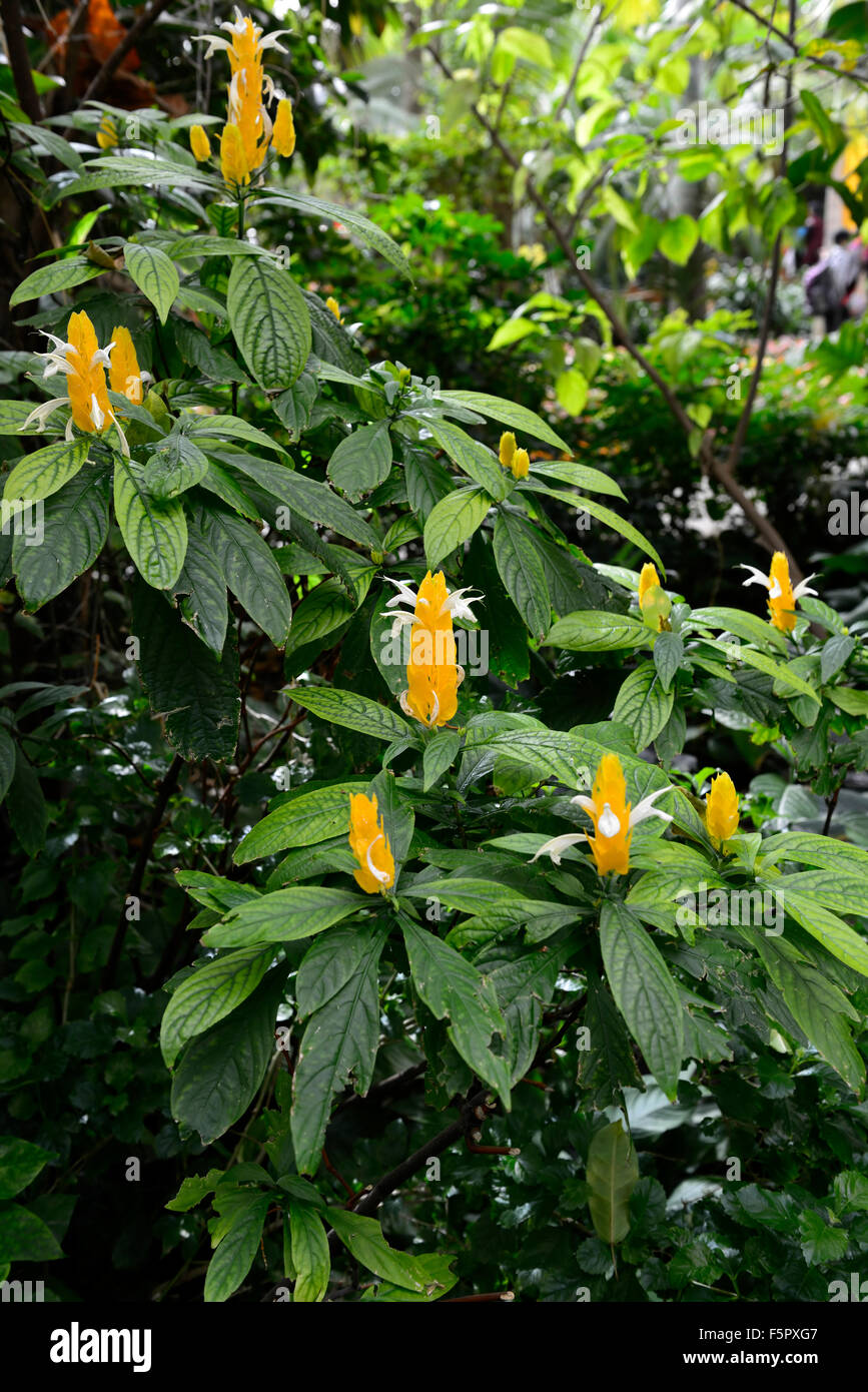 Pachystachys Lutea Lutscher Pflanze Golden Garnelen gelbe Blume Blumen Blüte Baum Bäume RM Floral Stockfoto