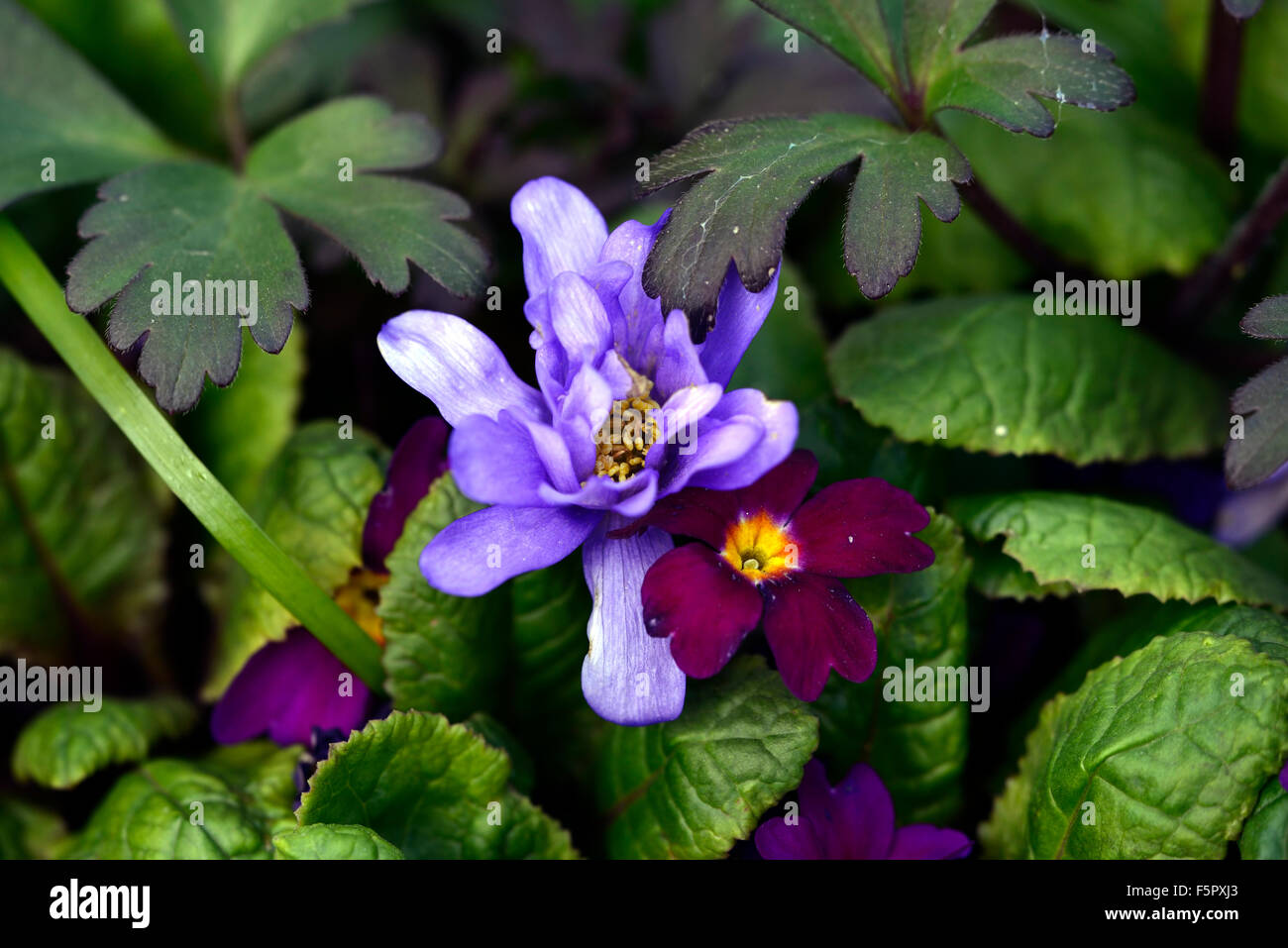 Primula × Pruhonicensis Wanda Anemone Blanda blue Shades Wein blaue Blume  Pflanze Frühling Kombination Schatten schattige RM Floral Stockfotografie -  Alamy