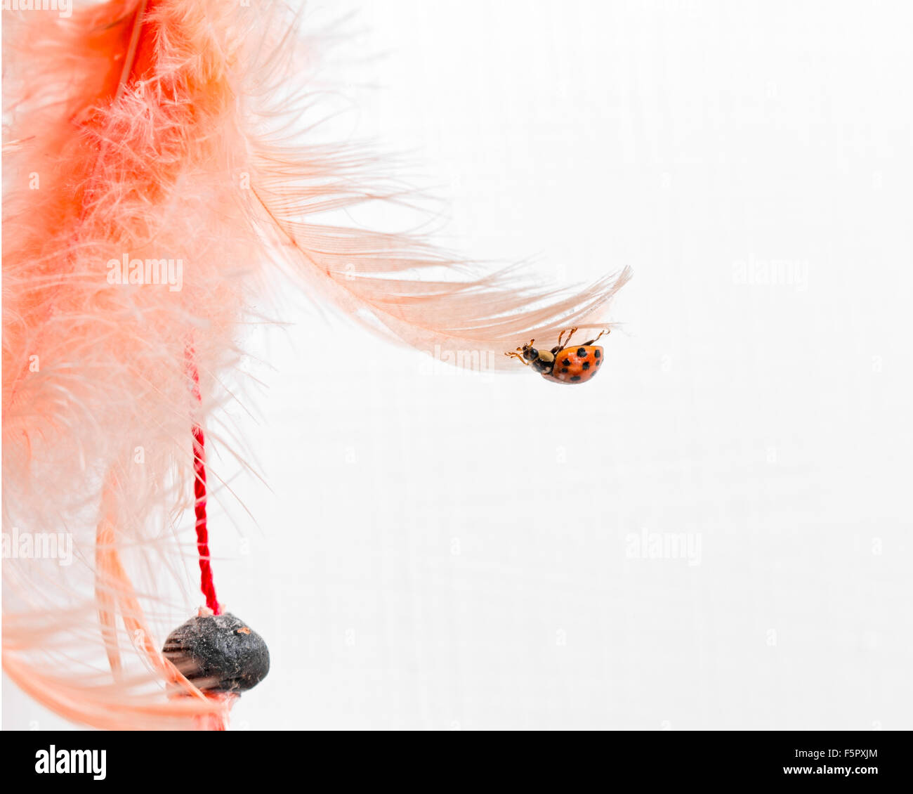 kleine Marienkäfer angegriffen orange Feder Stockfoto
