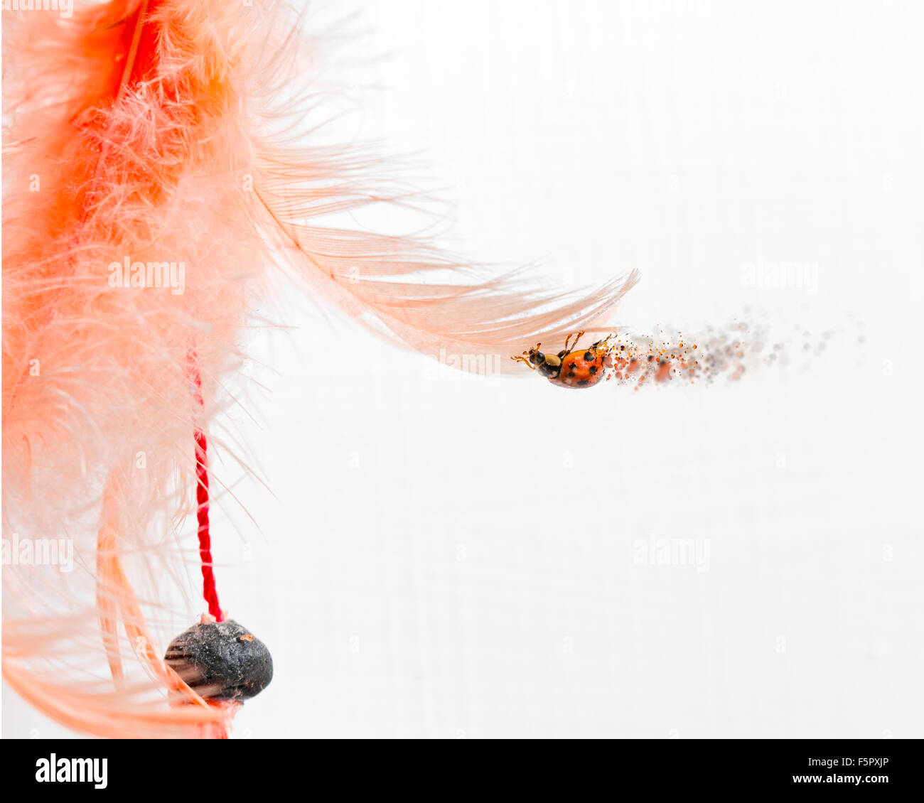 kleine Marienkäfer auf rosa Feder Stockfoto