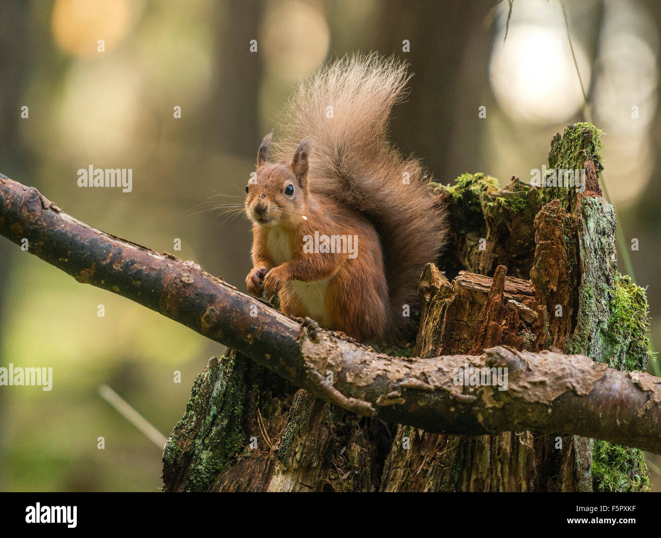 Das rote Eichhörnchen. Das Bild wurde in den Wald der Birs in der Nähe der Cairngorm National Park in Schottland genommen. Stockfoto