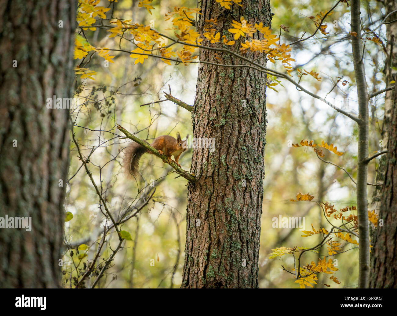 Das rote Eichhörnchen. Das Bild wurde in den Wald der Birs in der Nähe der Cairngorm National Park in Schottland genommen. Stockfoto