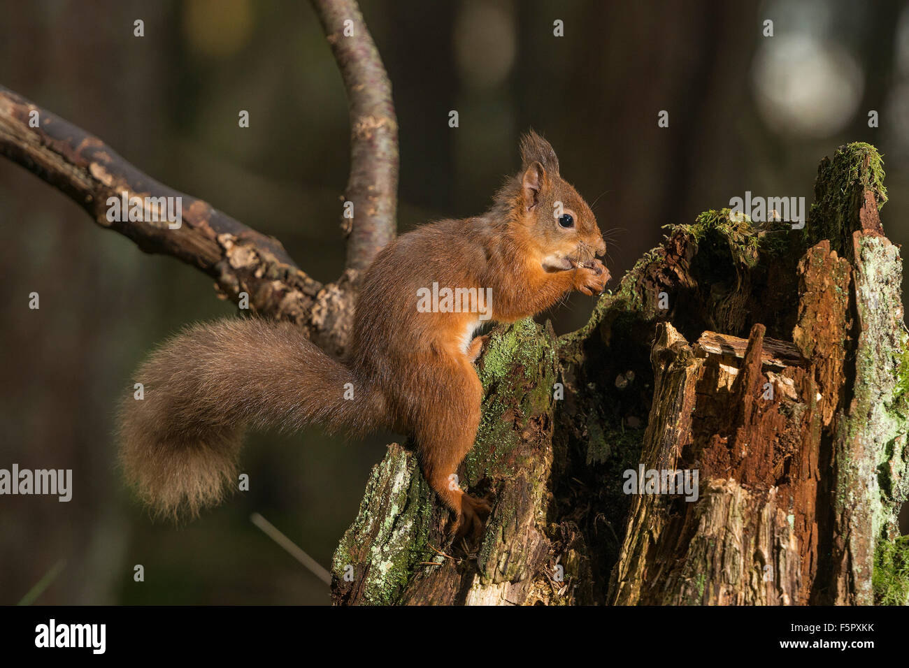 Das rote Eichhörnchen. Das Bild wurde in den Wald der Birs in der Nähe der Cairngorm National Park in Schottland genommen. Stockfoto