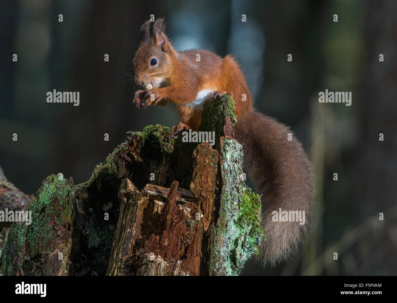 Das rote Eichhörnchen. Das Bild wurde in den Wald der Birs in der Nähe der Cairngorm National Park in Schottland genommen. Stockfoto