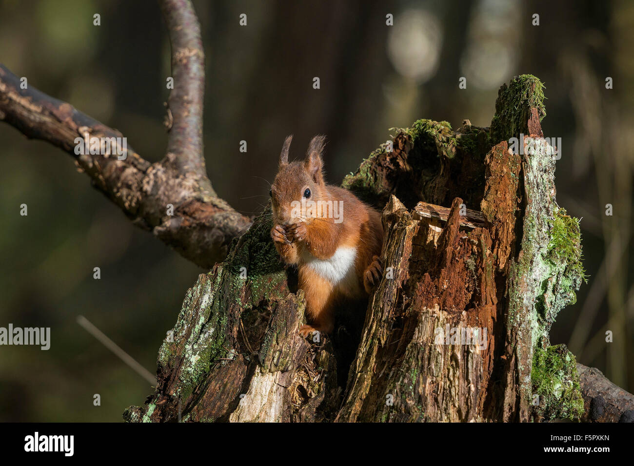 Das rote Eichhörnchen. Das Bild wurde in den Wald der Birs in der Nähe der Cairngorm National Park in Schottland genommen. Stockfoto