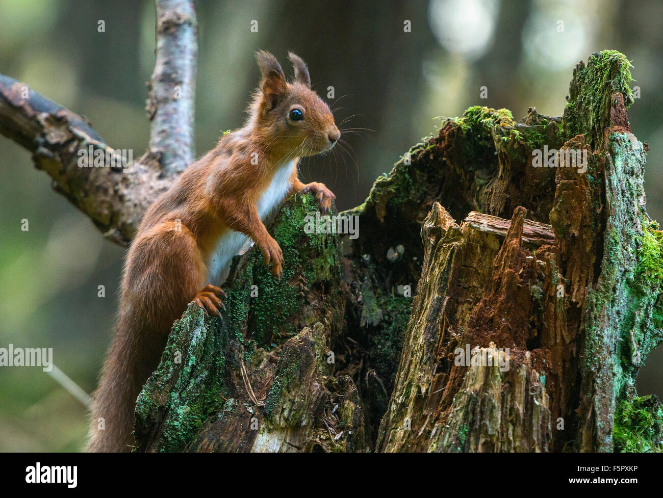 Das rote Eichhörnchen. Das Bild wurde in den Wald der Birs in der Nähe der Cairngorm National Park in Schottland genommen. Stockfoto