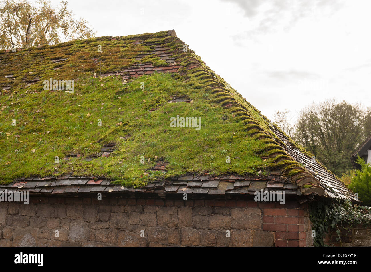 Alte Scheune Hausdach beschichtet in einer dicken Schicht aus Moos, die Beibehaltung von Wasser und Feuchtigkeit nach Regendusche undicht Tonziegel Stockfoto