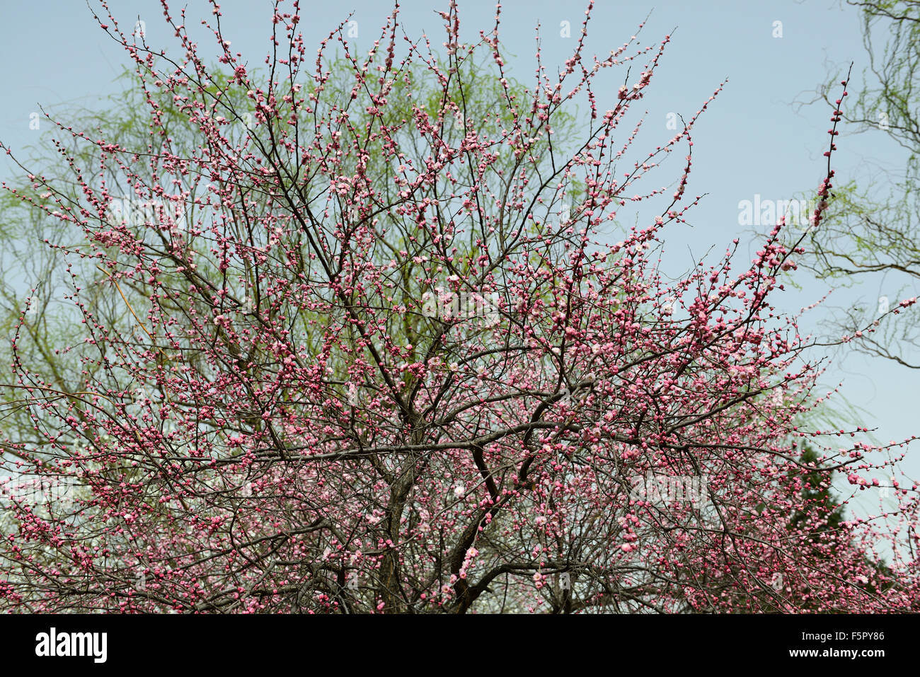 Prunus Sibirica Var Pleniflora rosa Blume Blumen Blüte Blüten sibirische Aprikose Baum Frühling RM floral Stockfoto