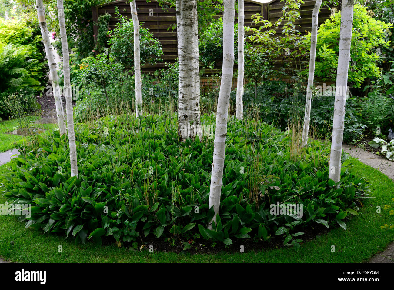 weiße Birke Bäumen Stamm Rinde Kreisdarstellung Bett Gruppe Wäldchen Gartengestaltung Garten Limerick RM Floral Stockfoto