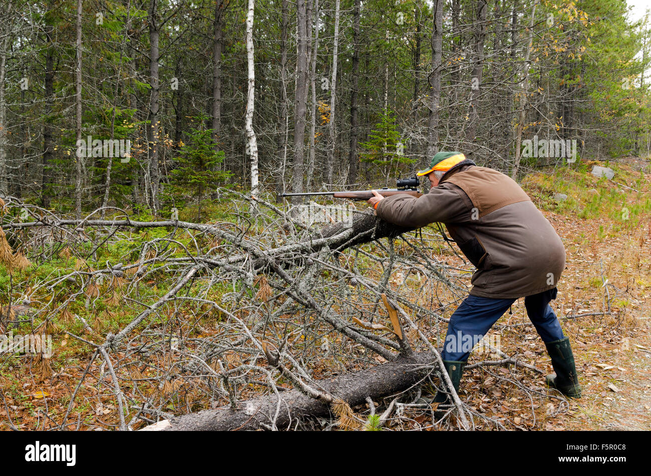 Mit dem Ziel mit einem Gewehr in den Wald, Bild aus Nordschweden Elchjäger. Stockfoto