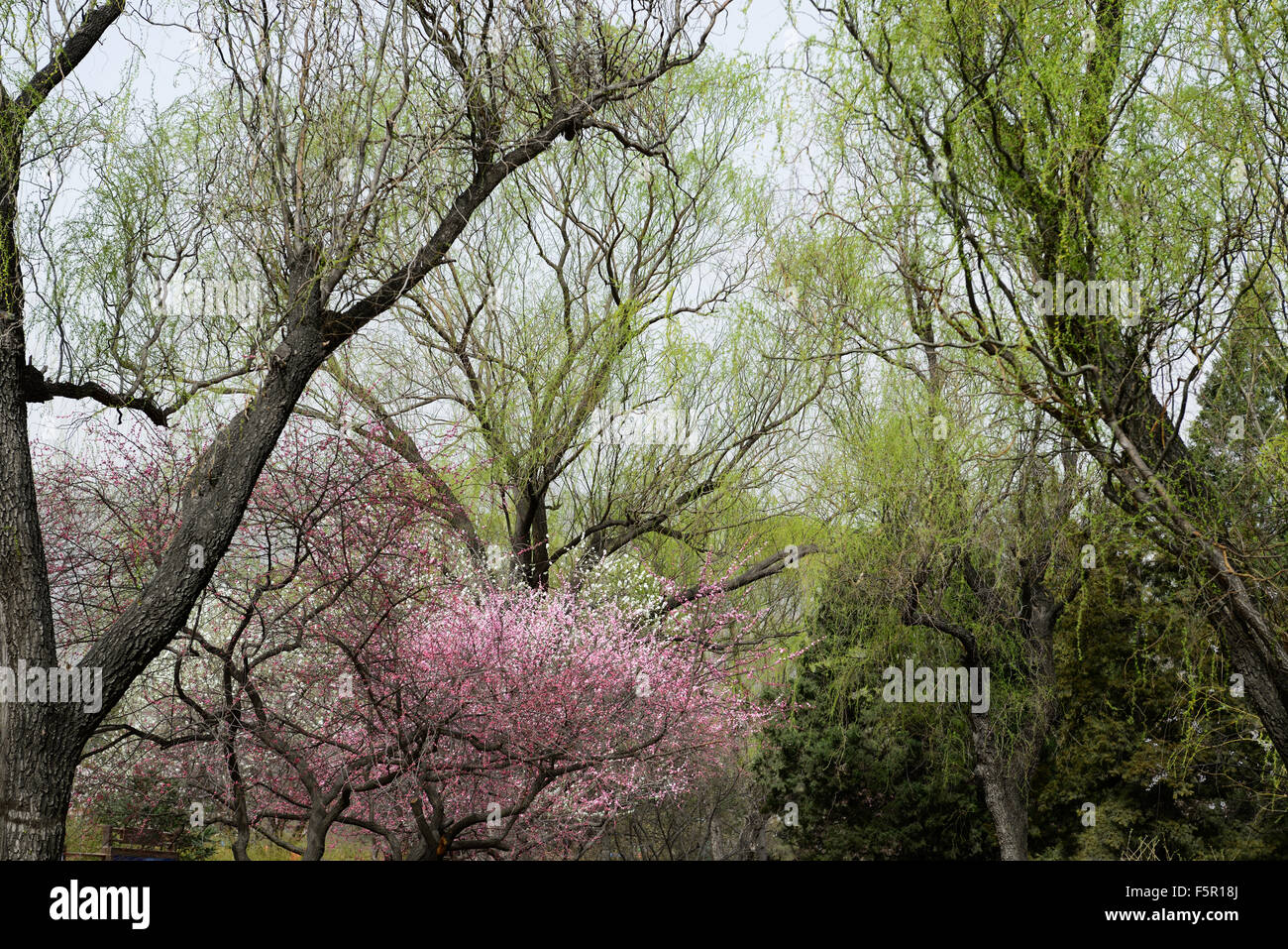 Peach Blossom Blüte Blüten Ansicht Beijing botanischen Garten Frühjahr blühen Blume Blumen Blüte China RM Floral Stockfoto