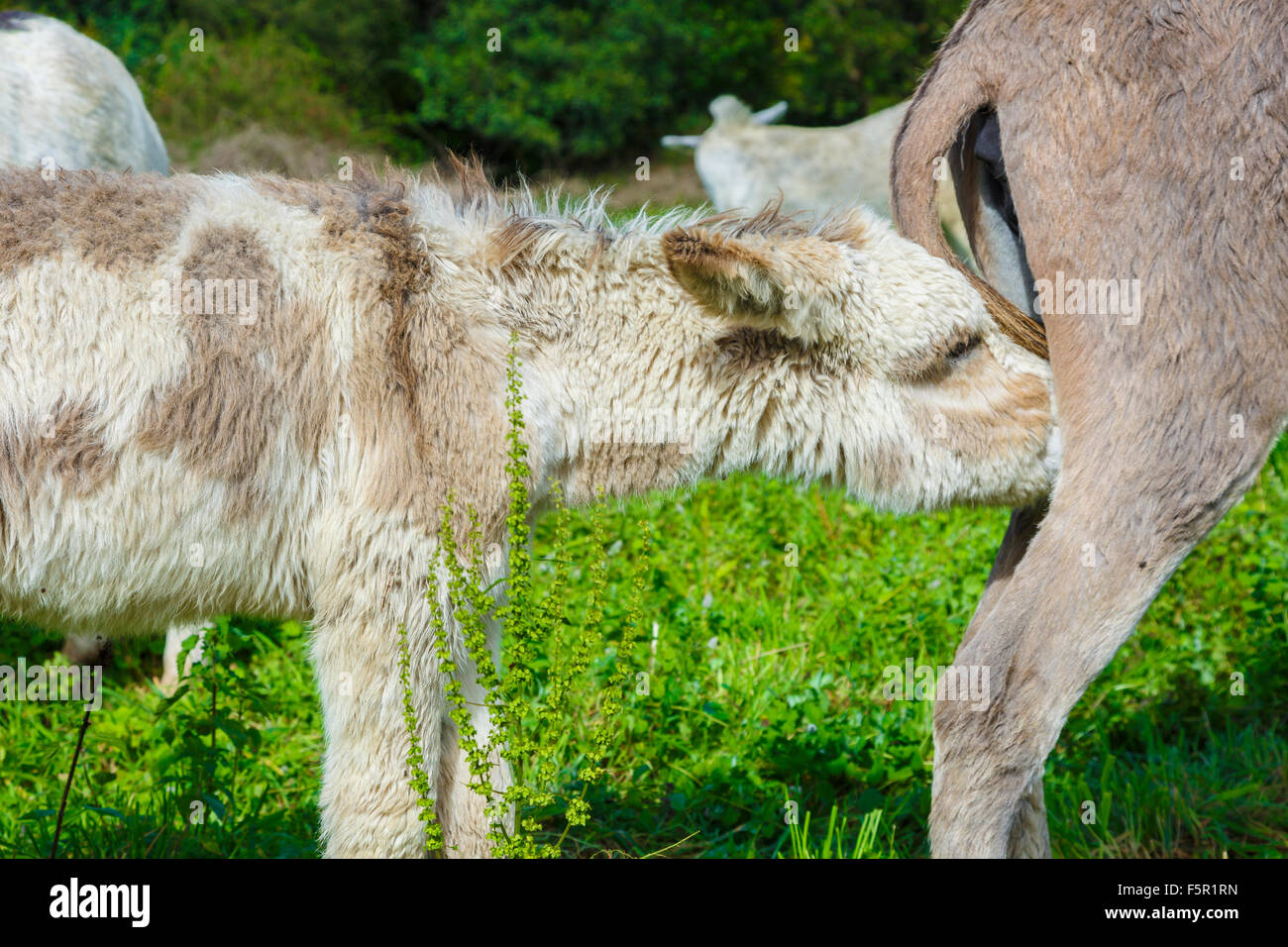 Baby-Esel und Mutter in einer Weide Stockfoto