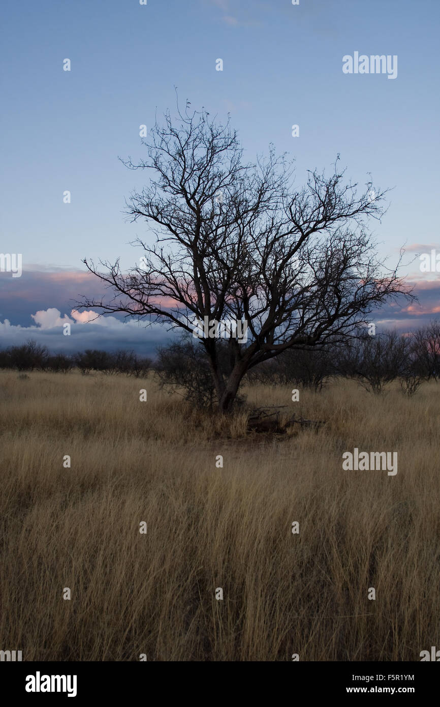 Linie der Winter regen Wolken füllen Horizont hinter Mesquite Bosque im Süden Arizonas.  Einsamer Mesquite dominiert Foto mit Rasen in Stockfoto