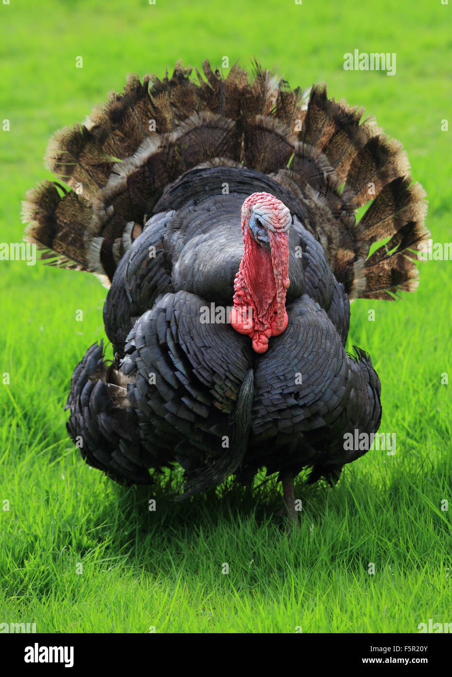 Eine schöne Türkei, nachdem alle seine Federn aufgefächert Stockfoto