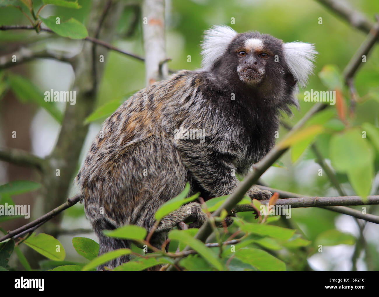 Eine schöne Weißbüschelaffe, auch bekannt als Marmoset, sitzt in einem Baum Stockfoto