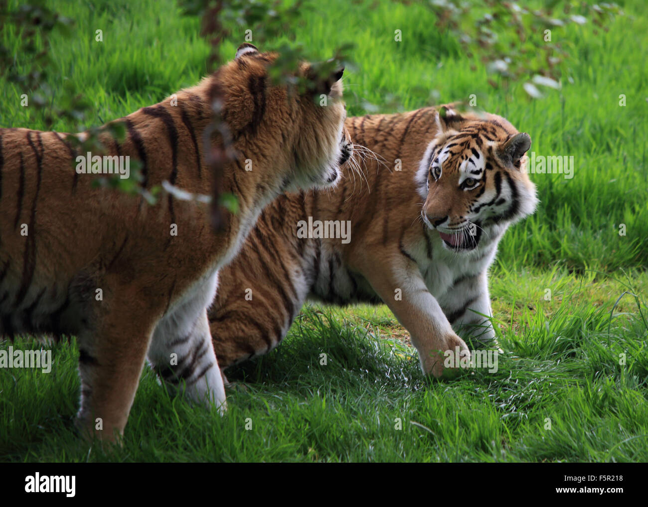 Ein paar schöne Amurtiger, auch bekannt als sibirische Tiger, nachdem eine Zeile Stockfoto