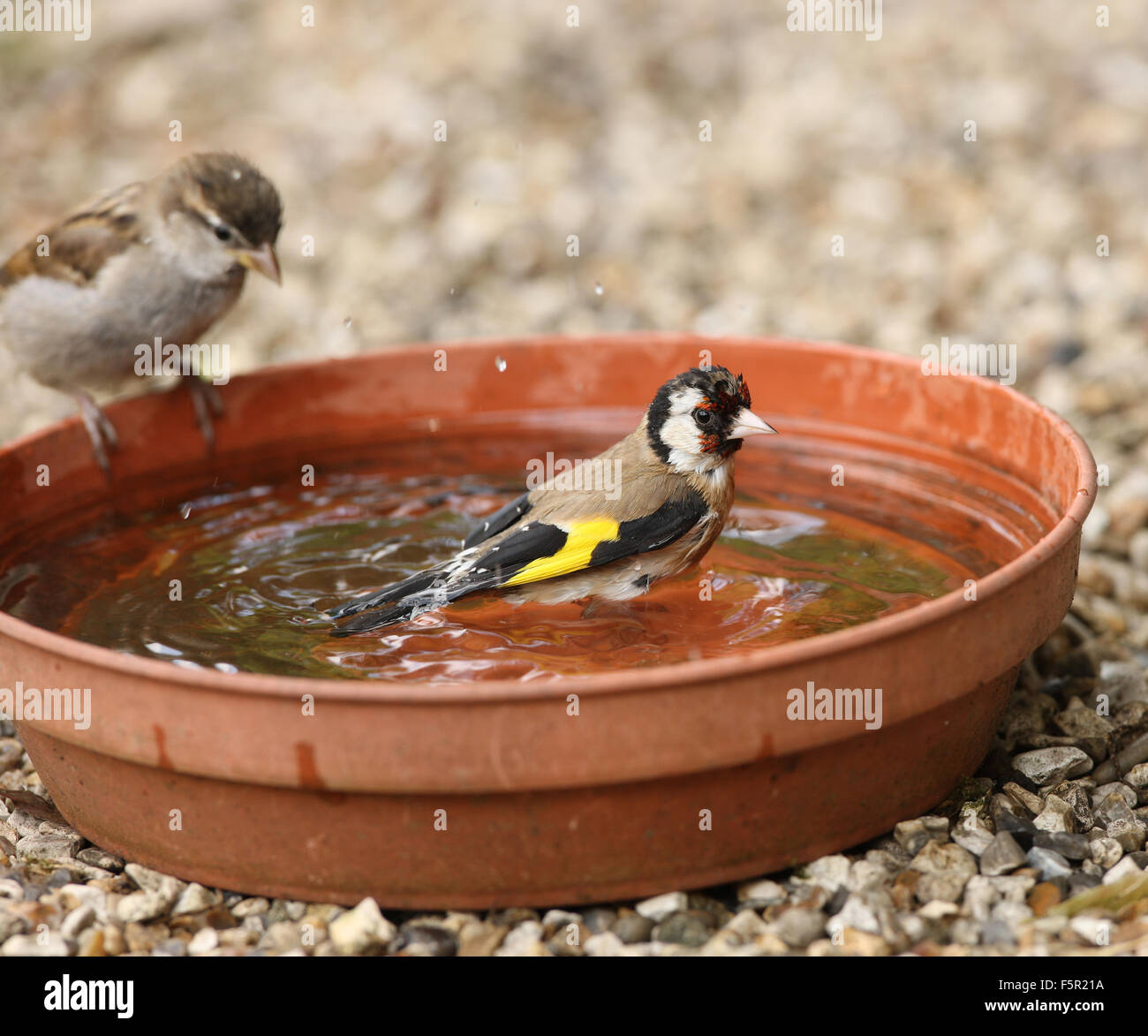 Nahaufnahme von eine junge Stieglitz Baden beobachtet von einem jungen Baum-Spatz Stockfoto