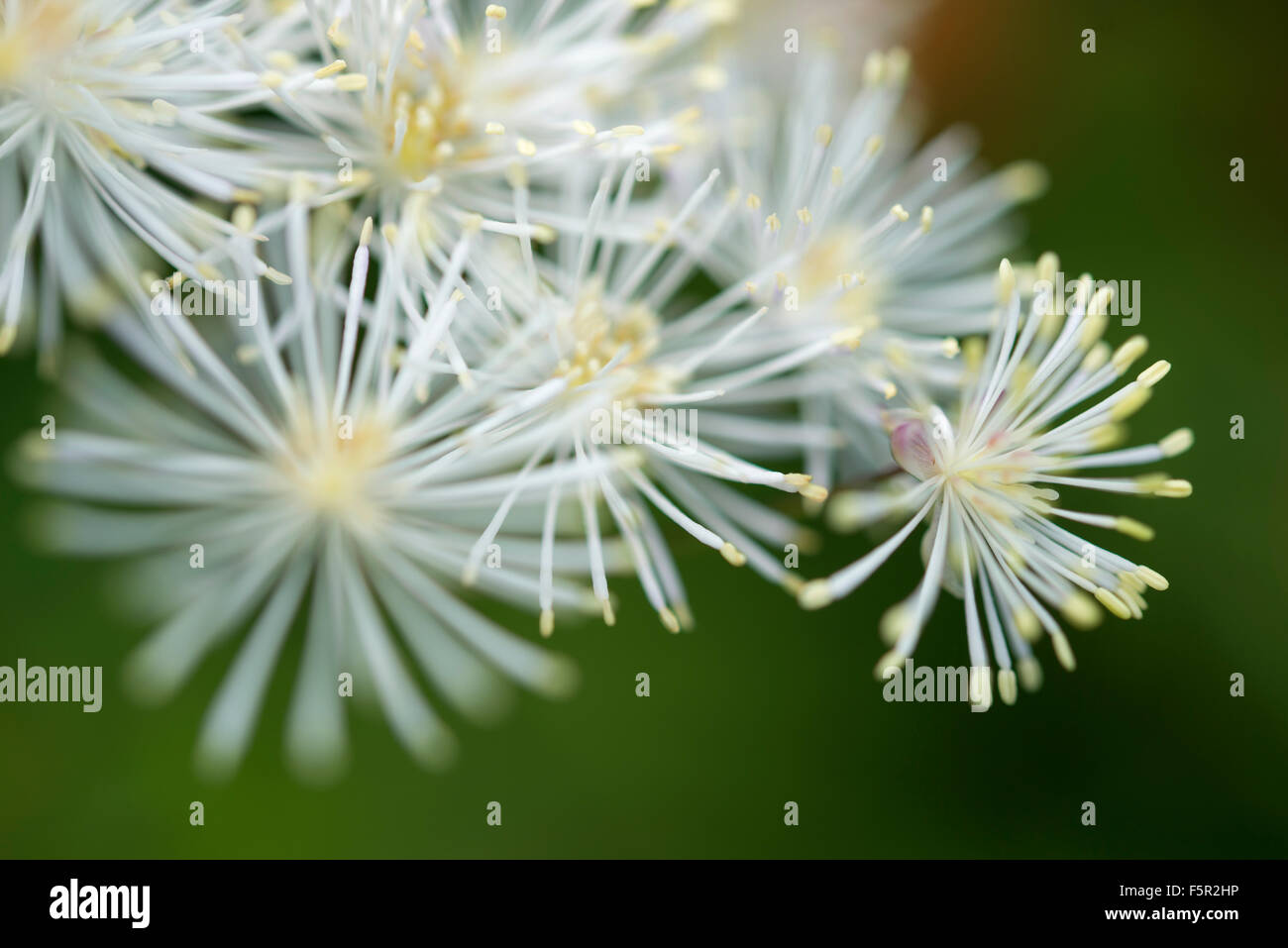 Nahaufnahme von einer weiß blühenden Thalictrum Aquilegifolium. Stockfoto