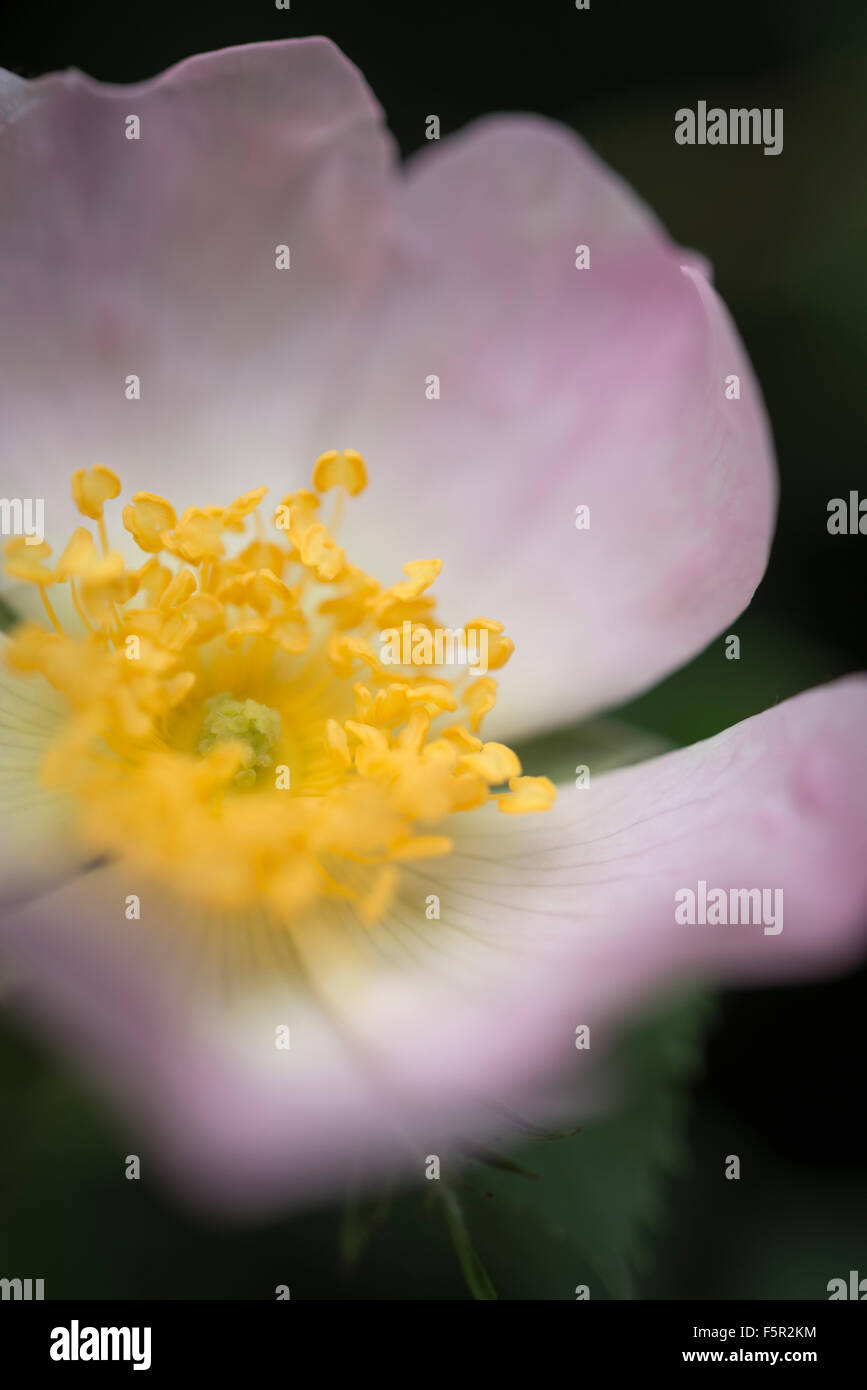 Blass rosa Wildrose gesehen Nahaufnahme mit gelben Staubgefäßen. Stockfoto