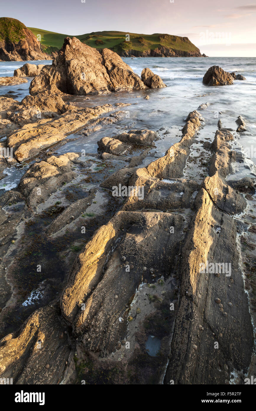 Schroffe Felsen ragen aus dem Sand am Strand von Mouthwell Hope Cove, Devon, England. Stockfoto