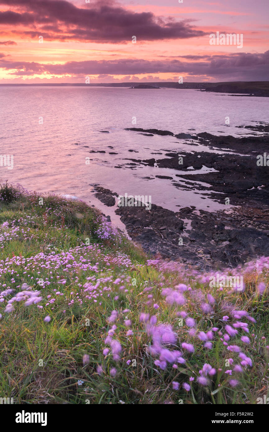 Sparsamkeit, Armeria Maritima, von den Klippen zwischen South Milton Sands und Hope Cove, Devon, England Stockfoto