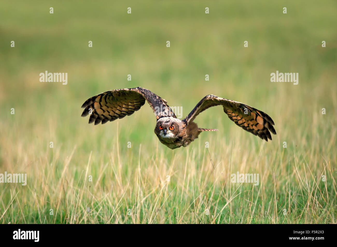 Eurasische Adler-Eule (Bubo Bubo) Erwachsenen, fliegt über die Wiese, Pelm, Kasselburg, Eifel, Deutschland Stockfoto