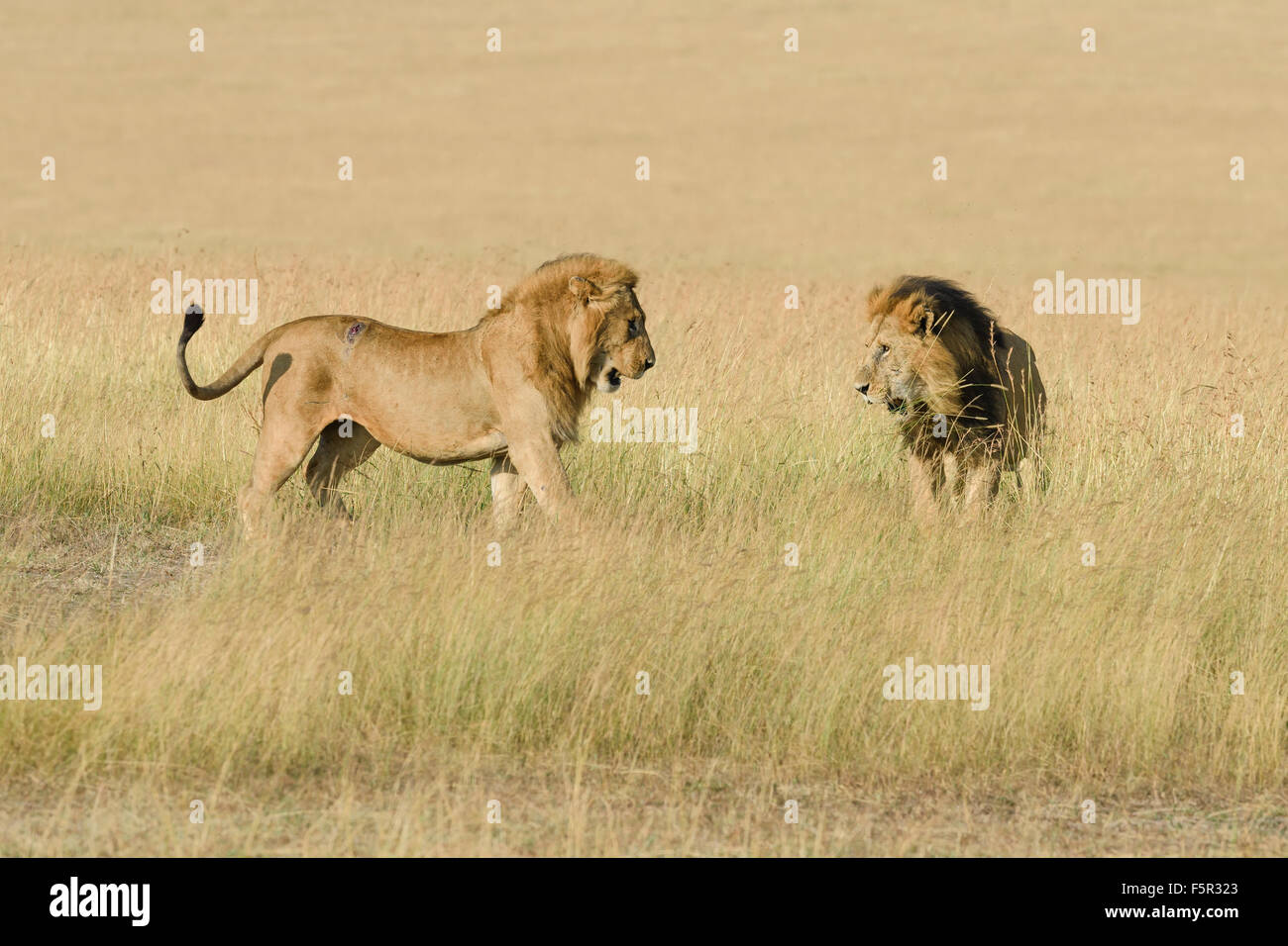 Zwei männliche Löwen (Panthera Leo), Sohn und Vater kämpft für Narok County Dominanz, Masai Mara, Kenia Stockfoto